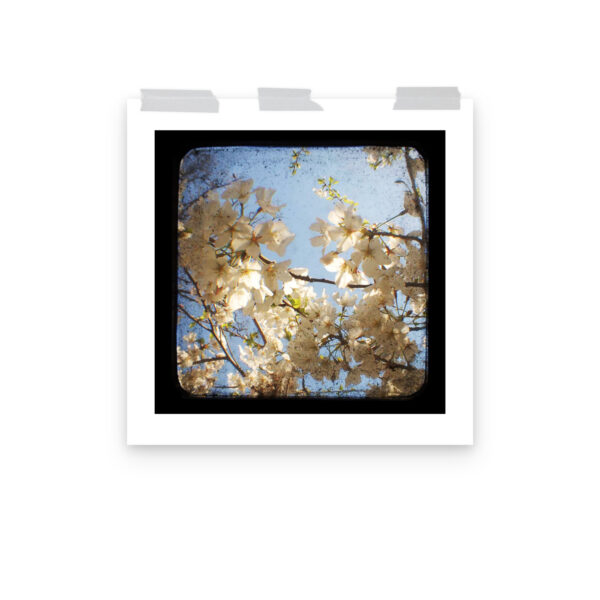 Dogwood - TTV Photography - Photo paper poster - Image 12