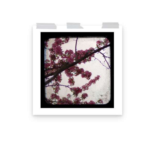 Pink Blossoms - TTV Photography - Photo paper poster - Image 12