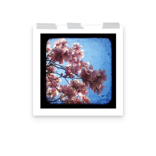 Pink Dogwood - TTV Photography - Photo paper poster - Image 12
