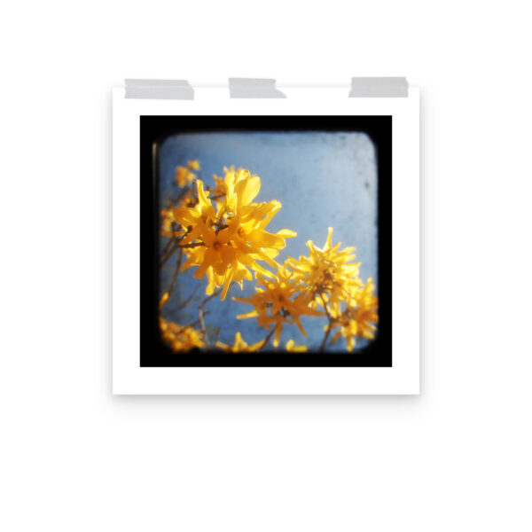 Yellow Blossoms - TTV Photography - Photo paper poster - Image 12