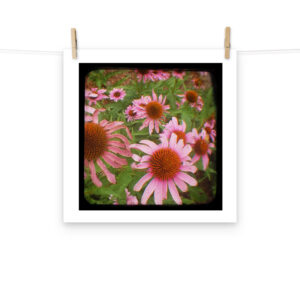 Cone Flowers - TTV Photography - Photo paper poster