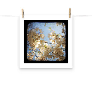 Dogwood - TTV Photography - Photo paper poster