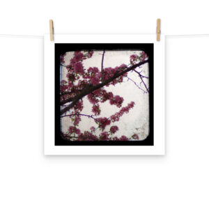 Pink Blossoms - TTV Photography - Photo paper poster