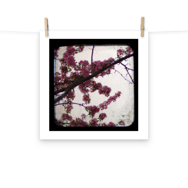 Pink Blossoms - TTV Photography - Photo paper poster