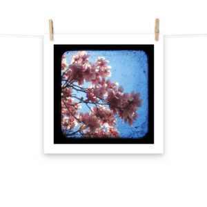 Pink Dogwood - TTV Photography - Photo paper poster