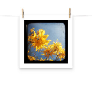 Yellow Blossoms - TTV Photography - Photo paper poster