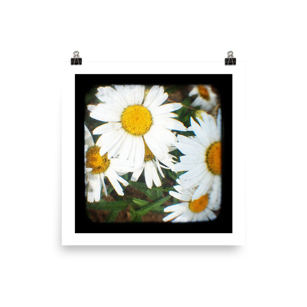 Daisies Roanoke Virginia - TTV Photography - Photo paper poster